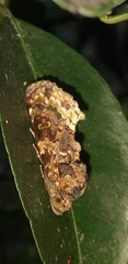 Gonodonta uxor