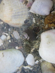 Micrelenchus huttonii