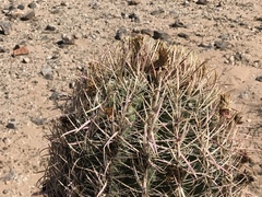 Ferocactus cylindraceus