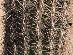Ferocactus cylindraceus
