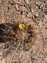 Ferocactus cylindraceus