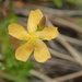 Hypericum lalandii - Photo (c) Nanna Joubert, μερικά δικαιώματα διατηρούνται (CC BY-NC), uploaded by Nanna Joubert