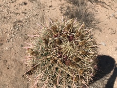 Ferocactus cylindraceus
