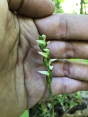 Spiranthes ovalis