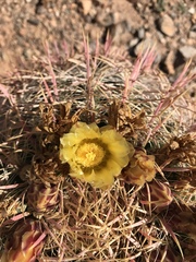 Ferocactus cylindraceus