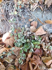 Nepeta racemosa