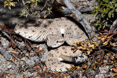 Crotalus cerastes laterorepens