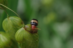 Monolepta melanogaster