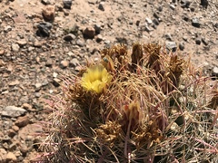 Ferocactus cylindraceus