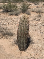 Ferocactus cylindraceus
