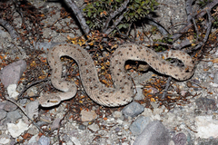 Crotalus cerastes laterorepens