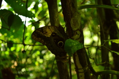 Caligo telamonius memnon