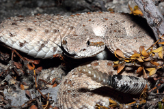 Crotalus cerastes laterorepens