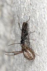 Agenioideus sericeus