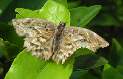 Doberes hewitsonius