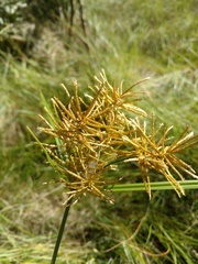 Cyperus esculentus leptostachyus