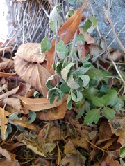 Nepeta racemosa
