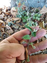 Nepeta racemosa