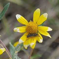Crossidius pulchellus