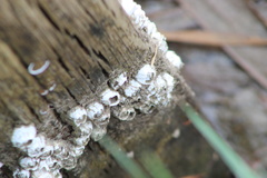 Amphibalanus eburneus