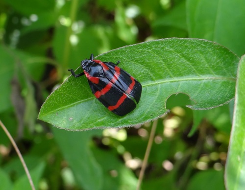 Huaina inca