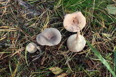 Lactarius mammosus