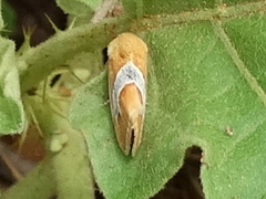 Ponometia venustula