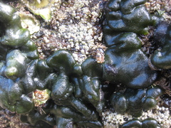 Codium convolutum