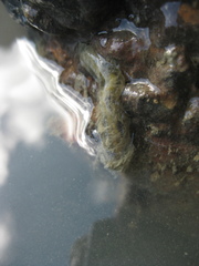 Flabelligera bicolor