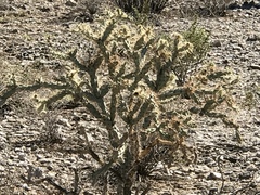 Cylindropuntia acanthocarpa