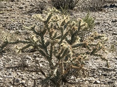 Cylindropuntia acanthocarpa