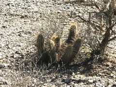 Echinocereus engelmannii engelmannii