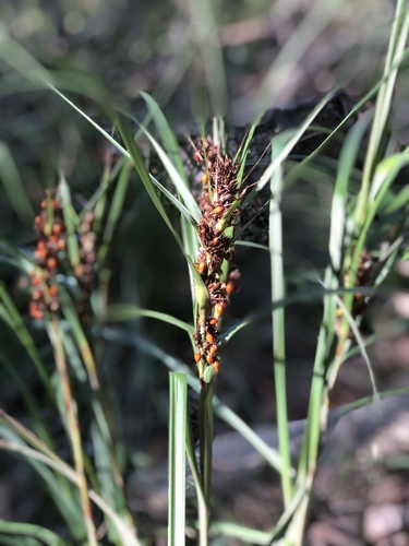 Gahnia aspera iNat (2)
