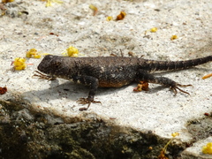 Sceloporus nelsoni