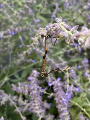 Systropus arizonicus