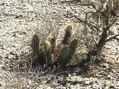Echinocereus engelmannii engelmannii