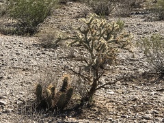 Echinocereus engelmannii engelmannii