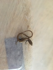 Elgaria multicarinata