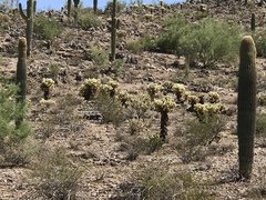 Cylindropuntia bigelovii
