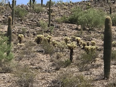Cylindropuntia bigelovii