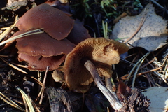 Gymnopilus picreus