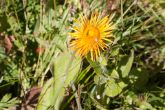 Pentanema orientale