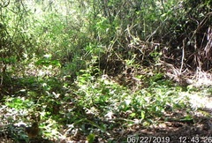 Turdus amaurochalinus