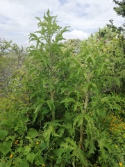 Roldana heracleifolia