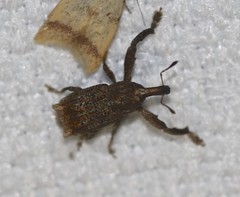 Orthorhinus