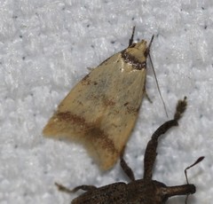 Heteroteucha anthodora