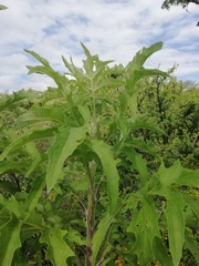 Roldana heracleifolia