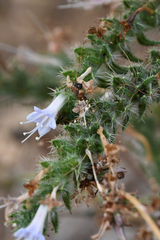 Echium italicum biebersteinii