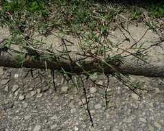 Cynodon dactylon dactylon