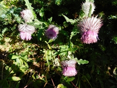 Cirsium edule